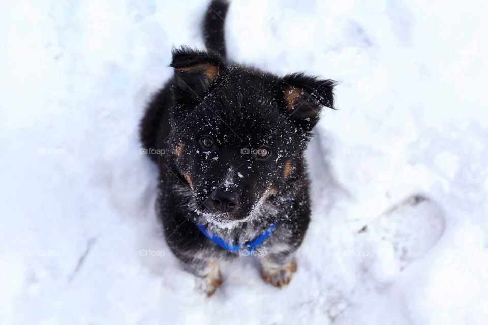 Border Heeler mix blue heeler collie eyes ears tail snow mud snow happy playing harness animal puppy canine playtime outside weather cold outdoors storm cattle dog ranch cattle pup puppie 