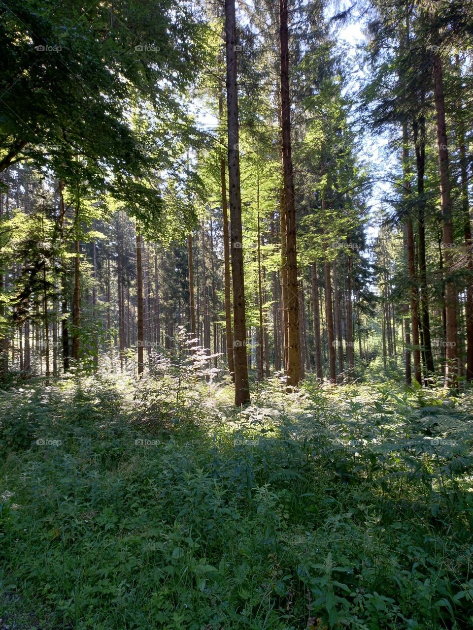 Morning Sunlight in the Woods