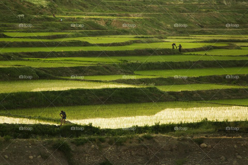 Rice field 