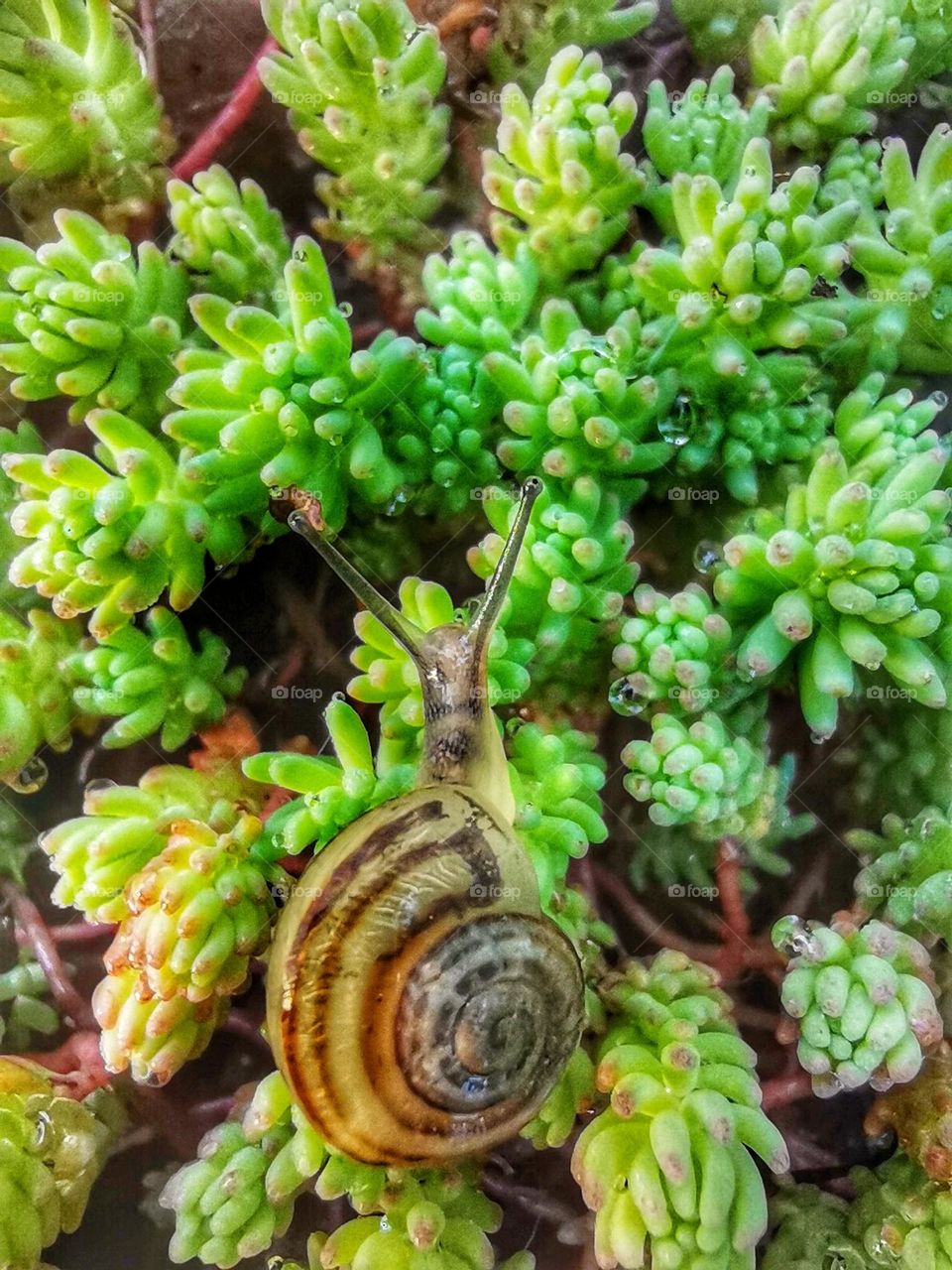 Snail