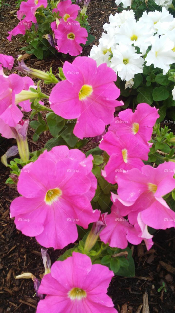 flower power. summer time