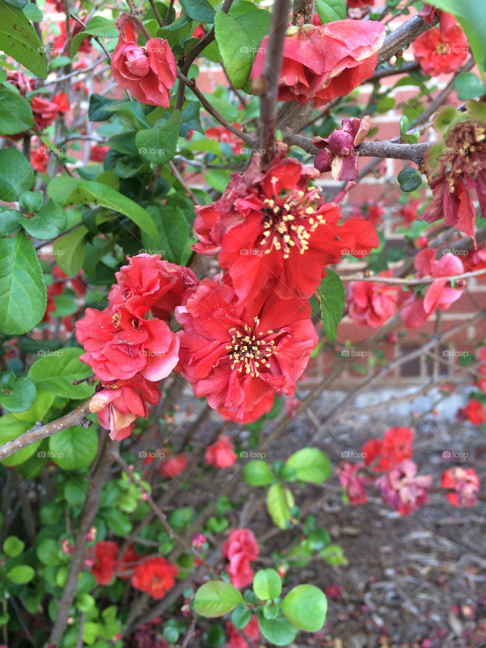 Red spring flowers against brick facing. 