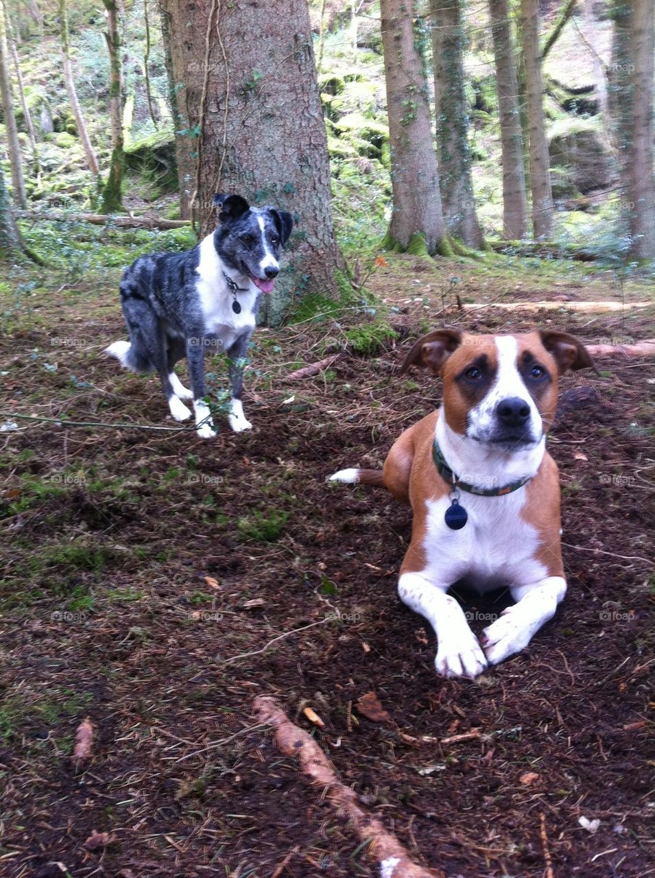 Two dogs in woods