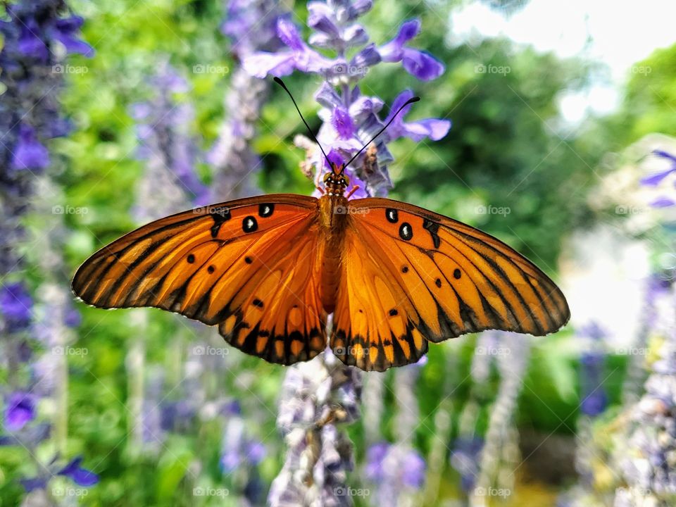 Beautiful orange and black butterfly with wings fully expanded on a purple mystic spires flower.