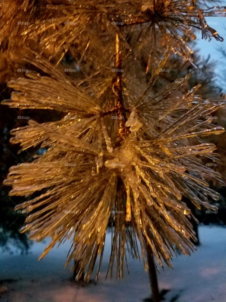 Ice on a pine tree