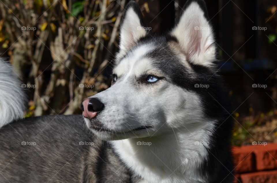 Portrait of husky licking its nose with tongue