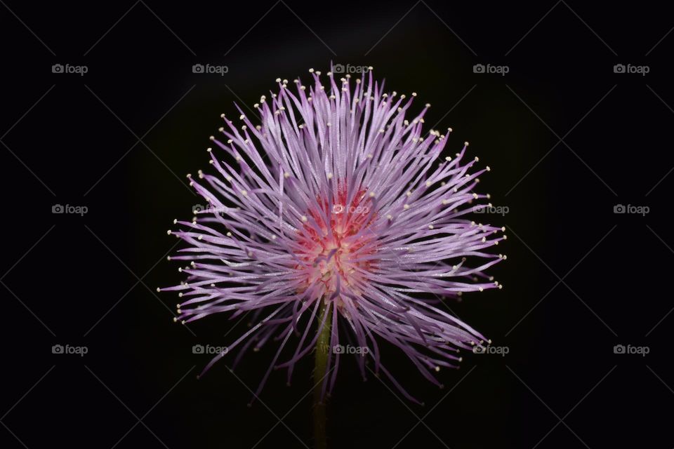 mimosa flower macro on black background