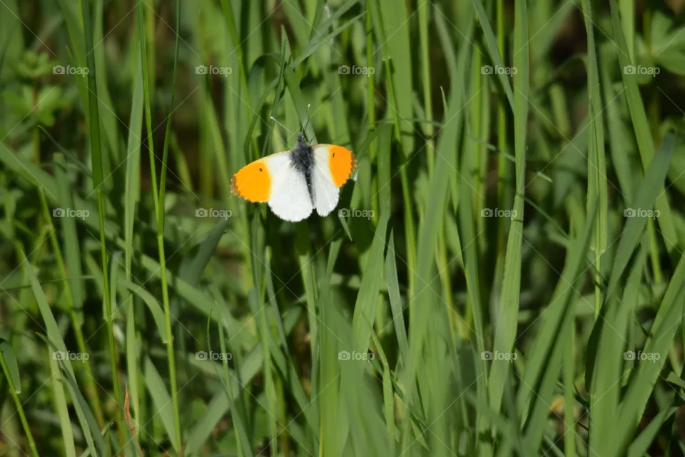 beautiful butterfly