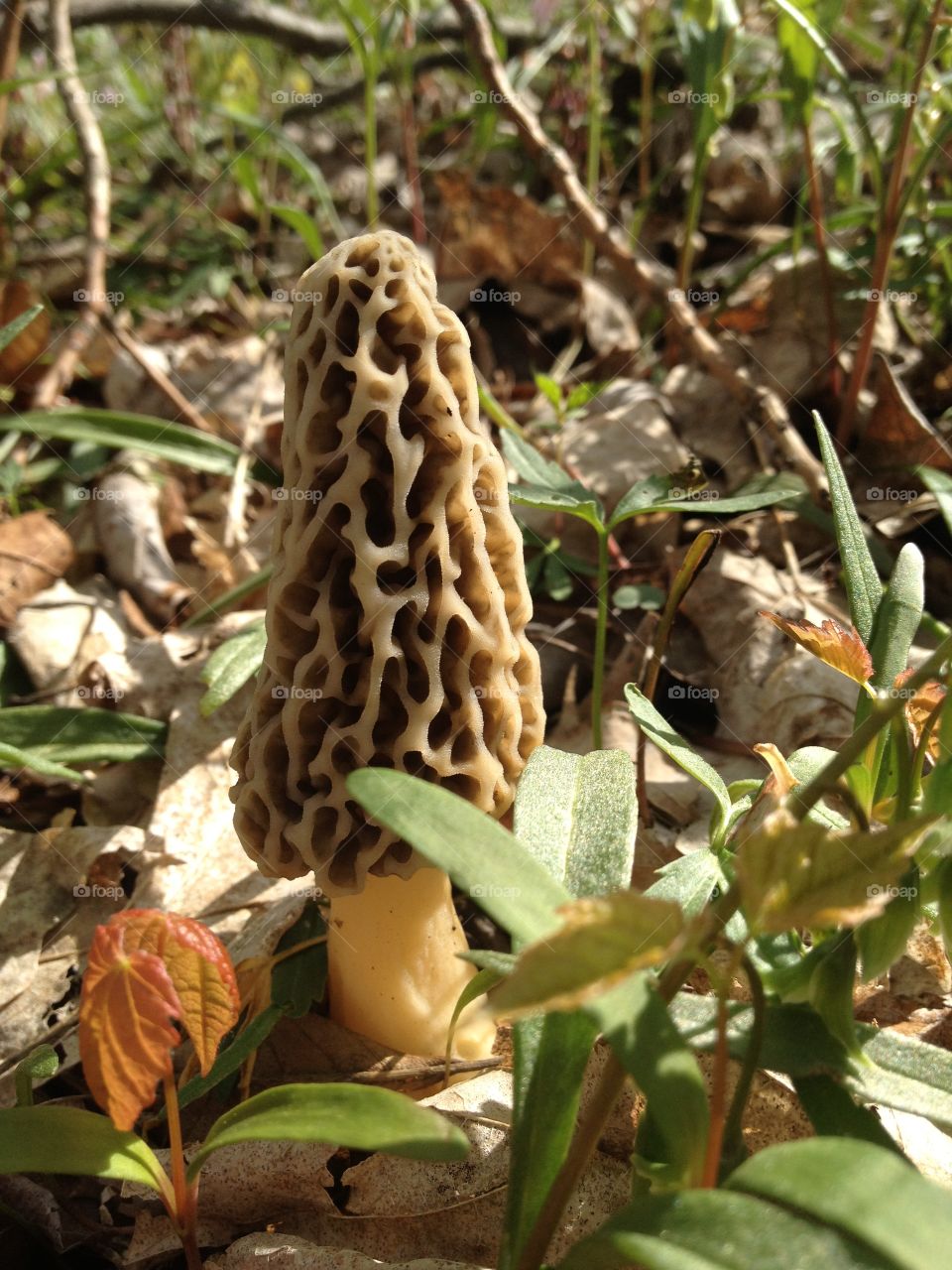 Morel mushroom 