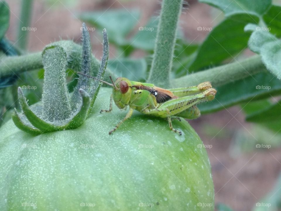 Grasshopper on green tomato