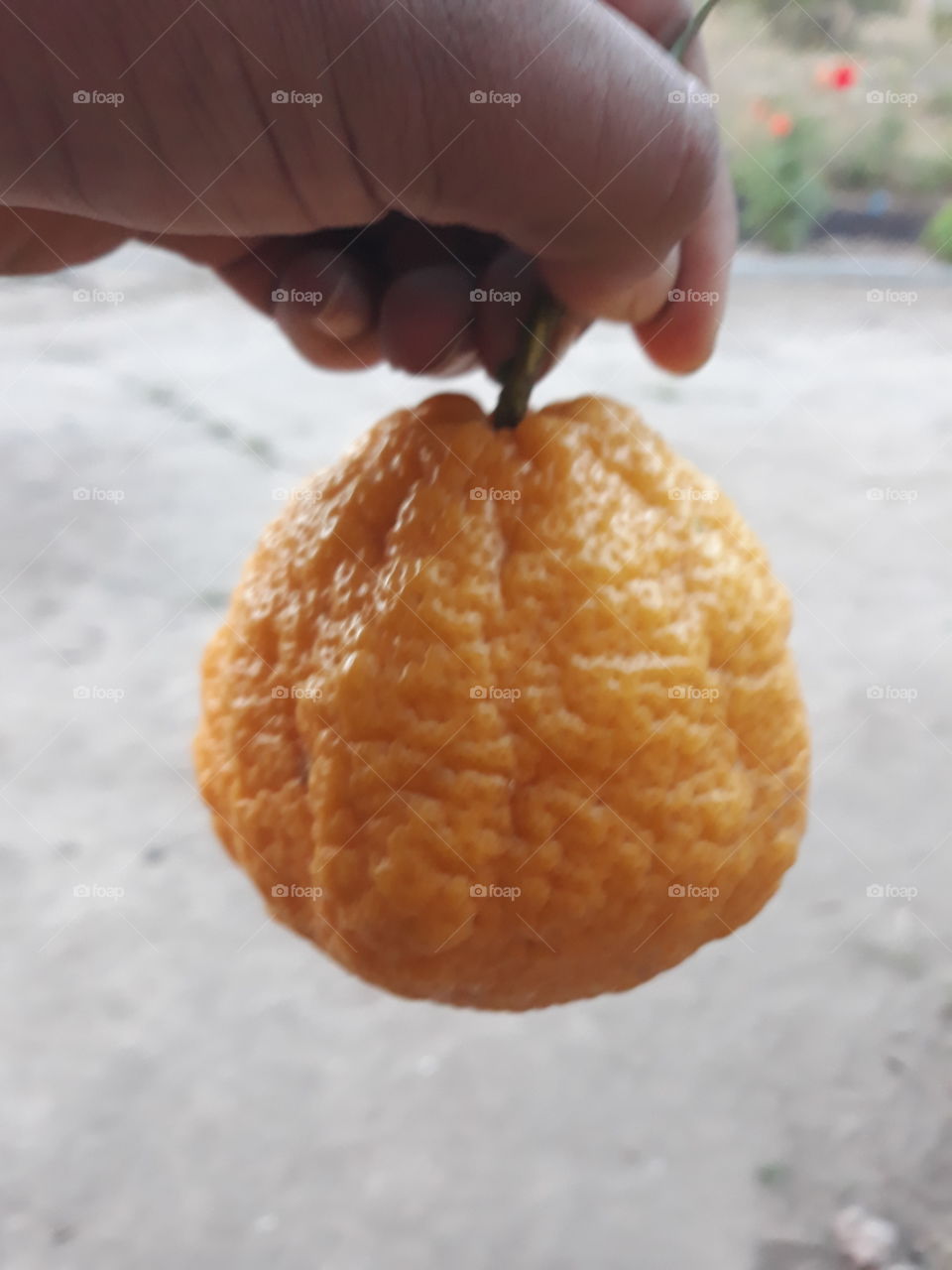 Rara variedad de limón con piel arrugada, parece una naranja.