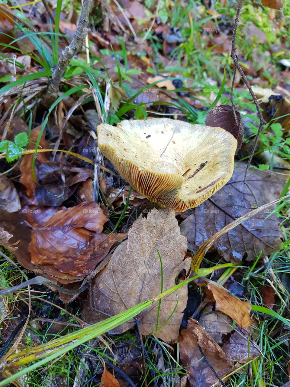 Herbst, Pilz