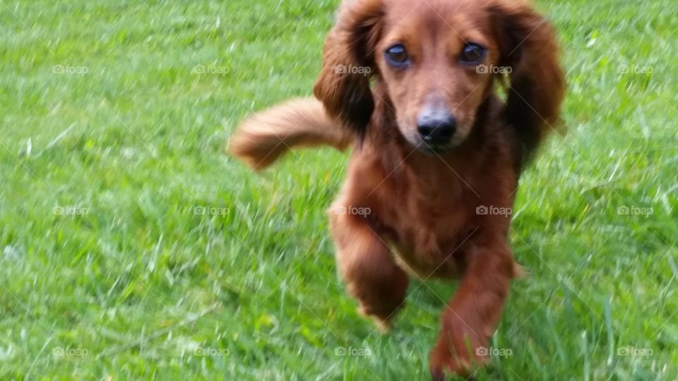 Running dachshund 