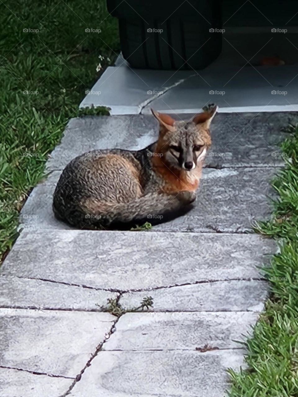 A fox finding a new home