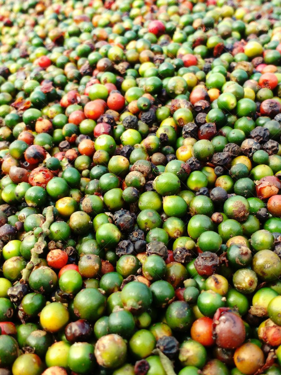 pepper