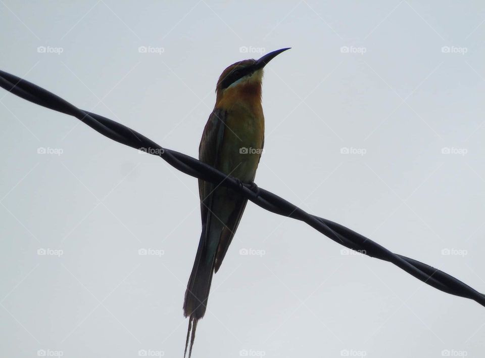Blue tailed - bee eater. Single bird seen for interest colour at the weather hot. The bird's perching on the cable . No friends visit it to lined .