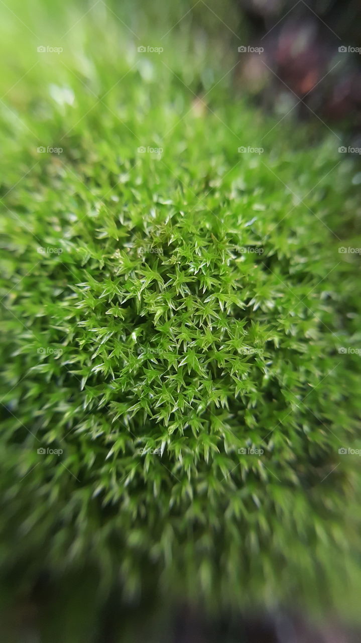 Close-up of green bush