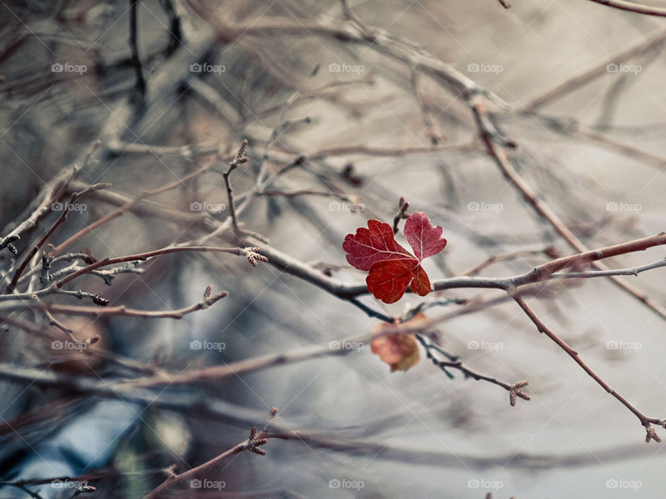 осень, лист, Ветки 