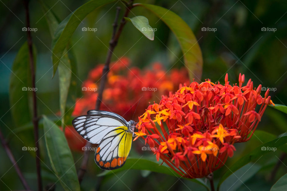 Butterfly cling on Ixora Coccinea flower for find food