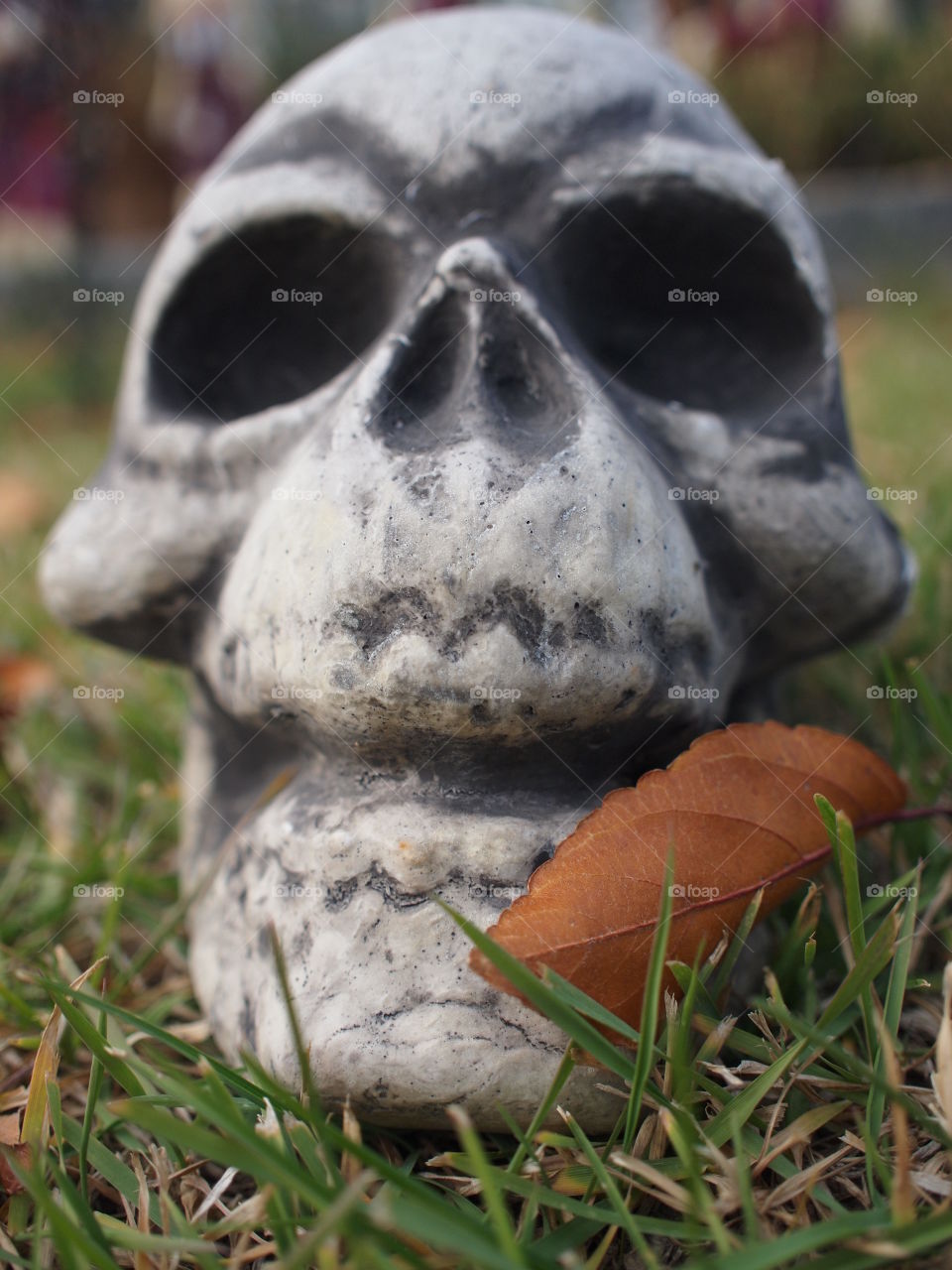 A scary looking Halloween decoration of a skull with a dead leaf blown against it sitting in the grass on a fall day. 
