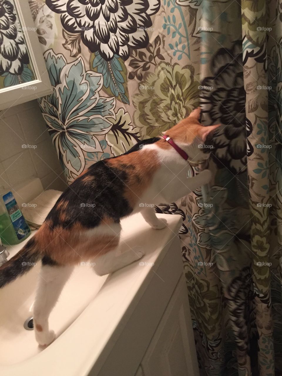 Cat playing with shower curtain 