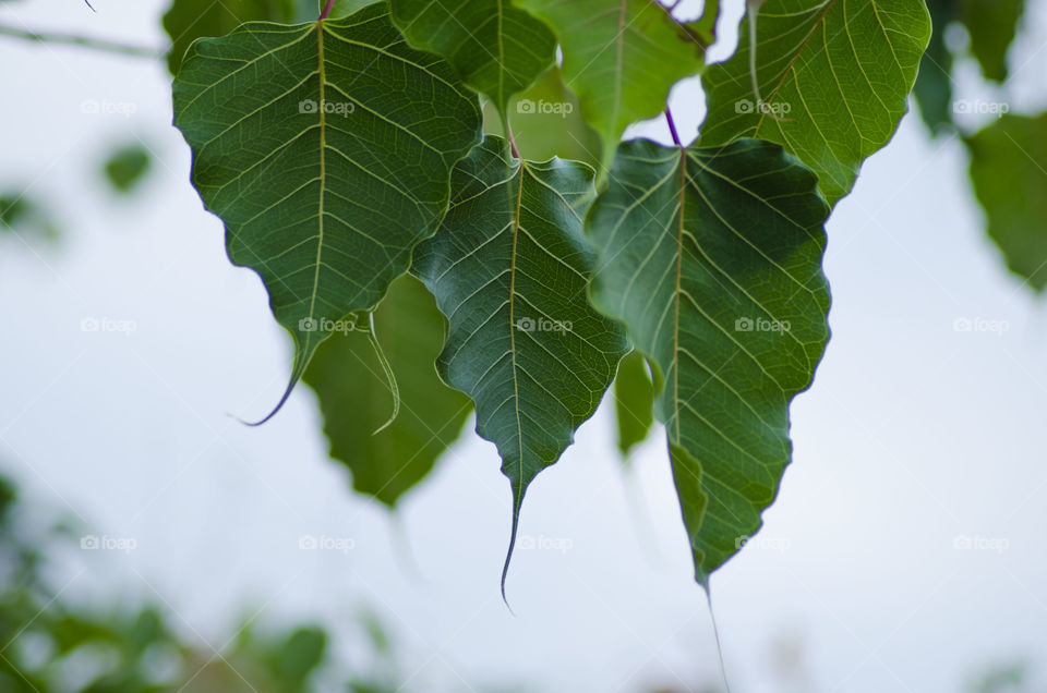 Peepal leaves