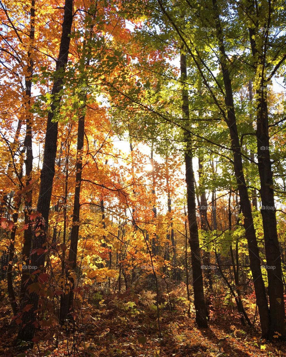 Beautiful Fall in Northern Michigan 