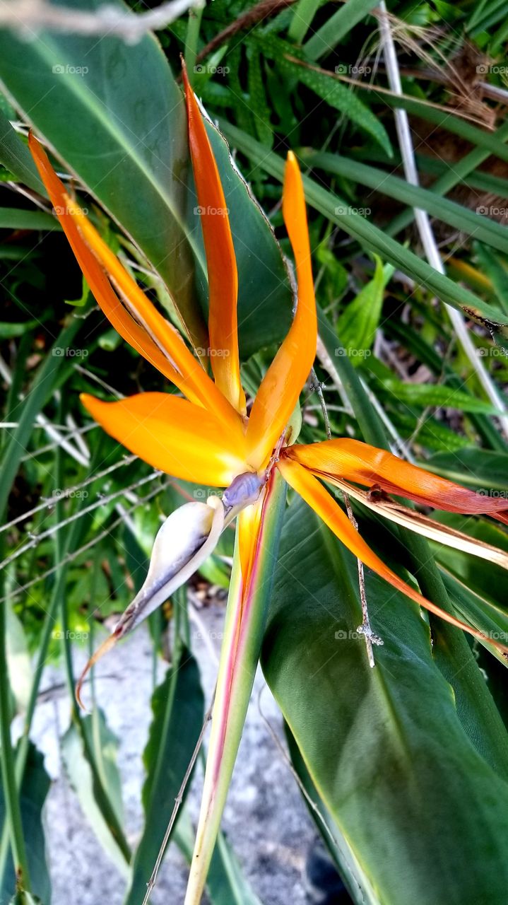 bird of paradise