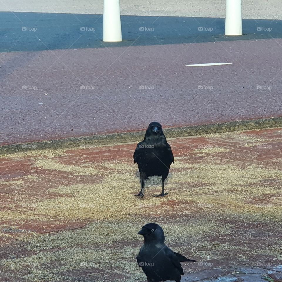 Two crows walk in the sunshine
