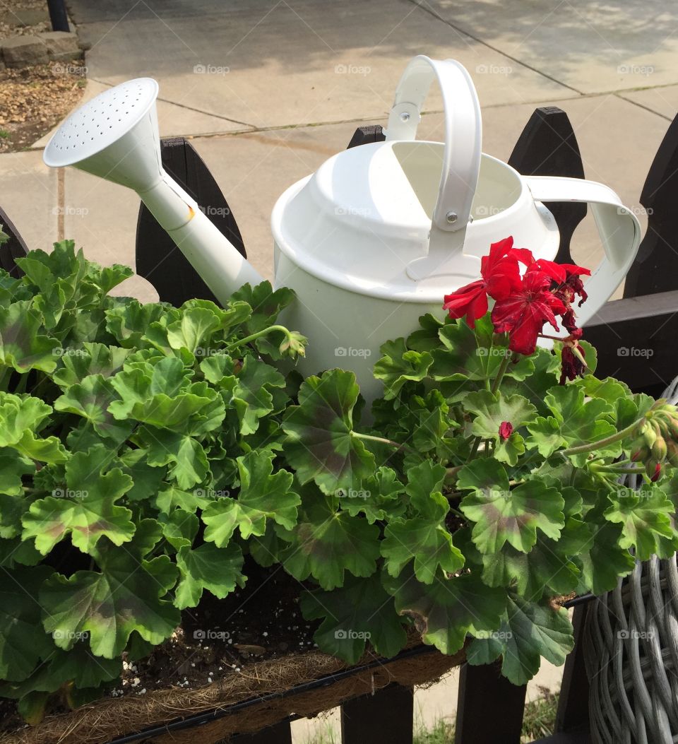 Watering can and flowers. Watering can and flowers