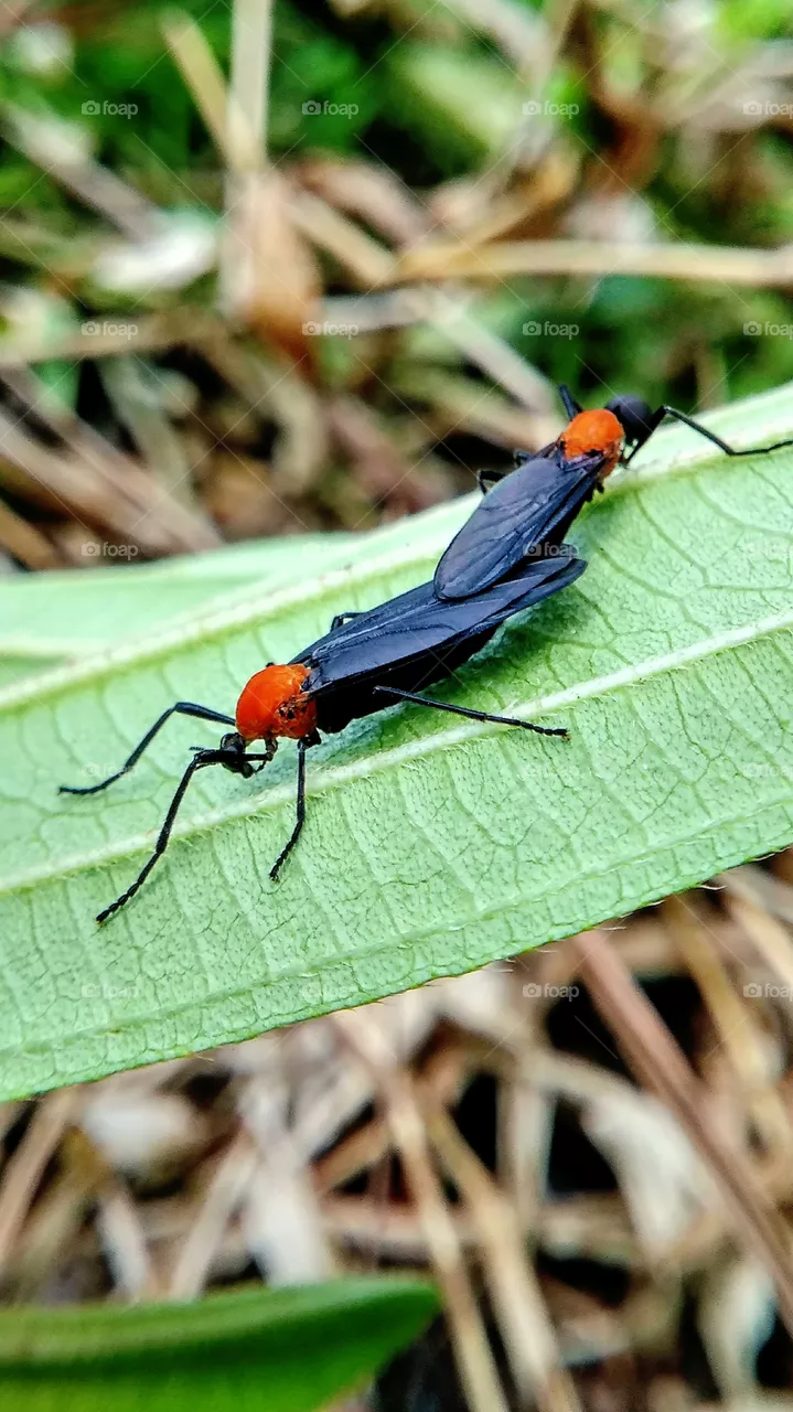 insect