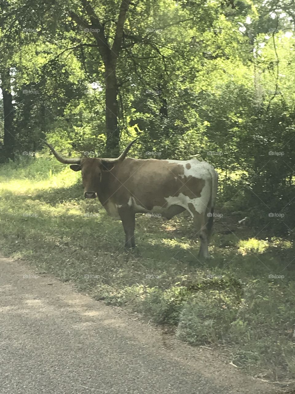 #texaslonghorn