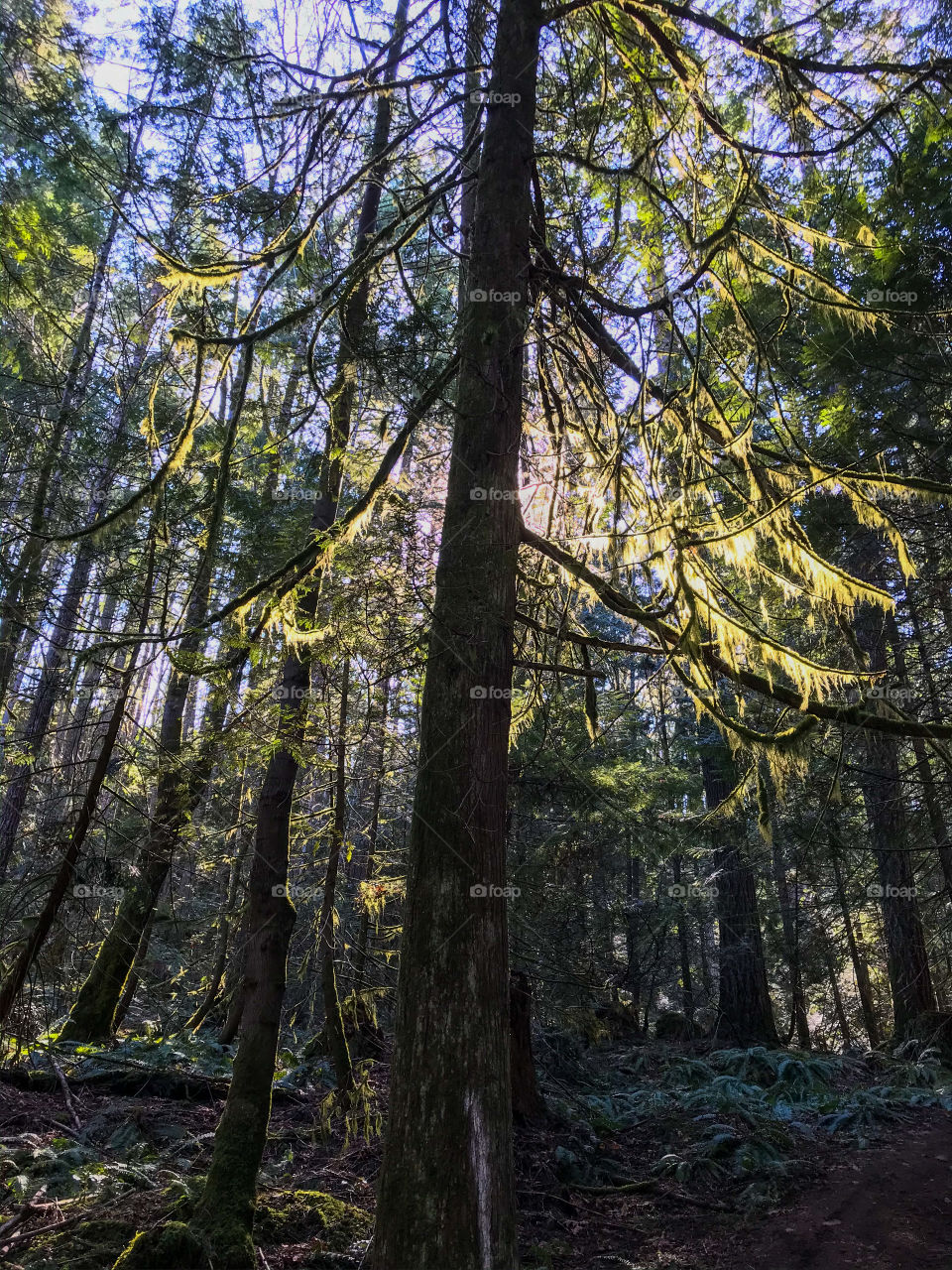 This phone shot shows the sun backlighting one large tree in the centre. The other trees almost seem envious as they appear to bend slightly towards this tree, eager to steal some sunlight & make their own mossy branches glow bright green. 