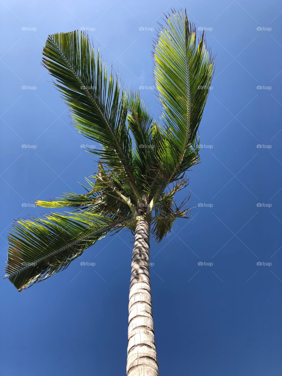 A coconut tree at the TRS Coral hotel resort in Cancun, Mexico. 