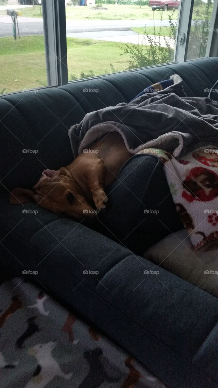 Oscar the relaxed dachshund