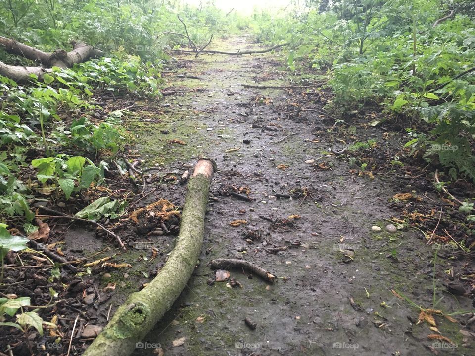 in the woods in the Netherlands