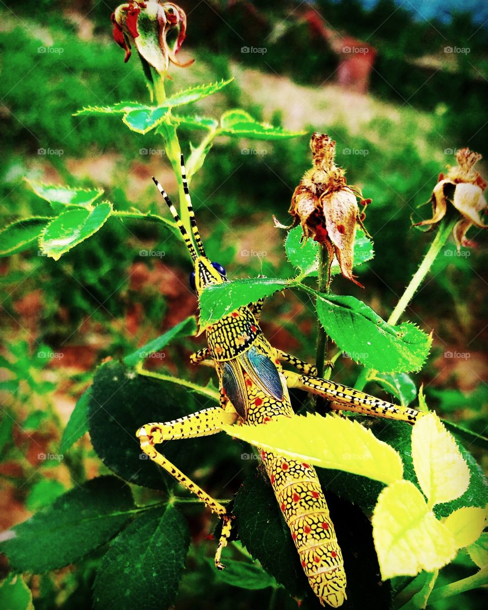 colours of the mother nature.