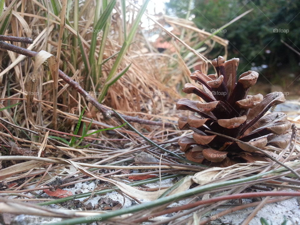 pinecone. this pinecone was on my terras