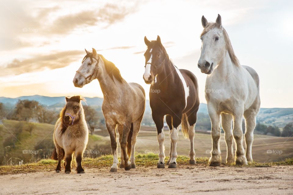 Horses standing side by side