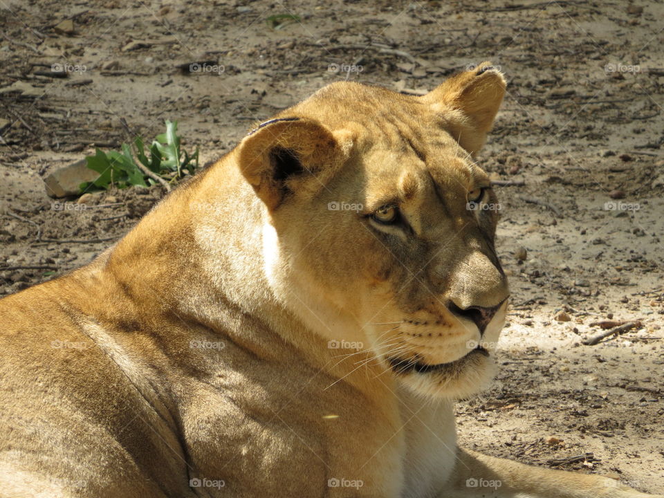 Lioness at the Smithsonian National Zoological Park in Washington DC