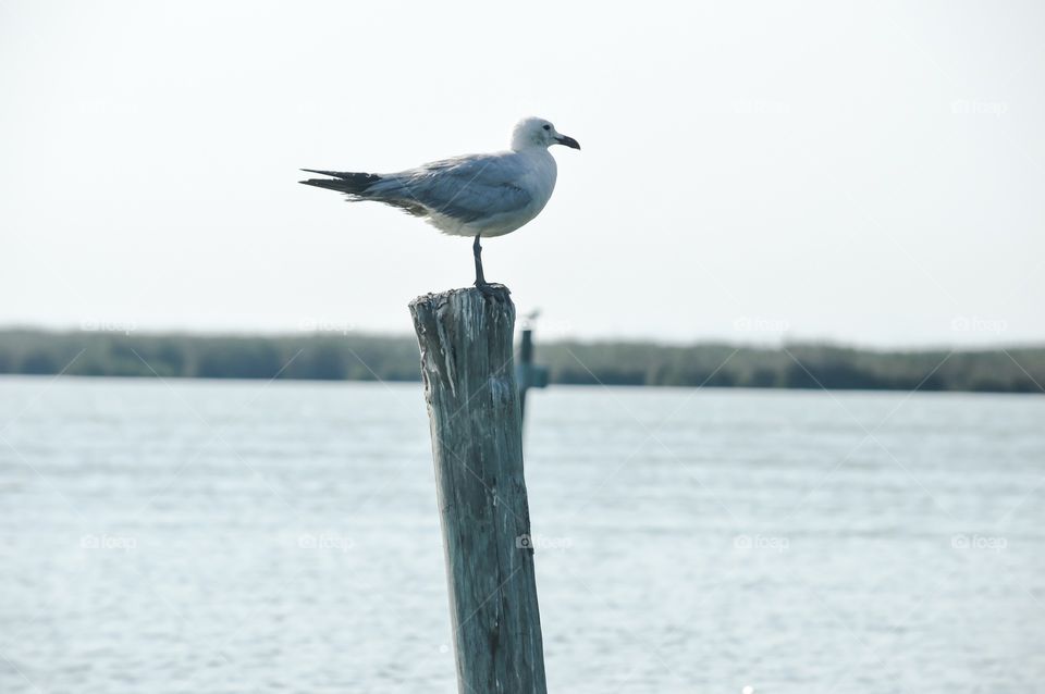 Parque Natural de la Albufera de Valencia, valencia, spain