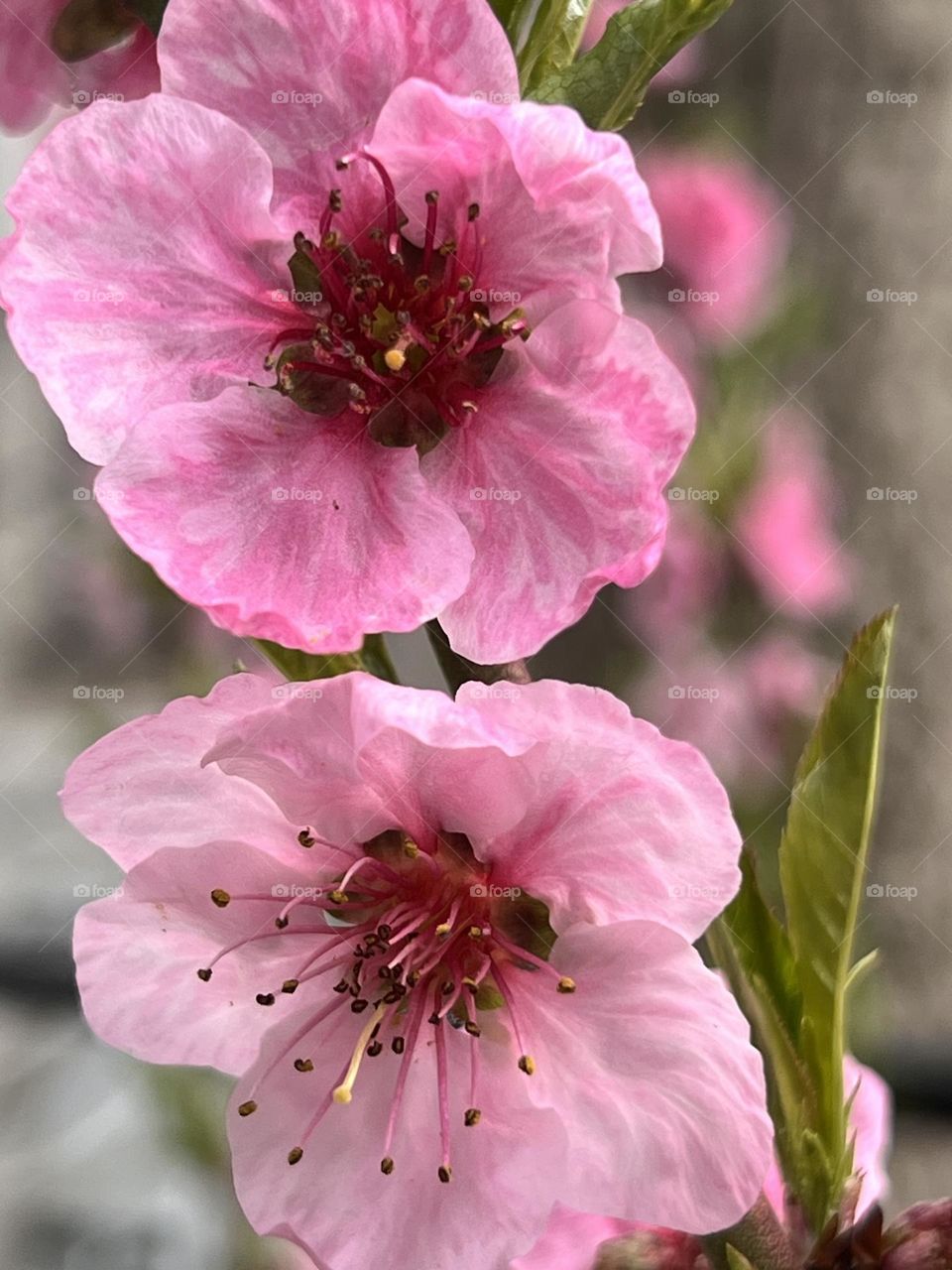 Close up of beautiful pink blossoms 