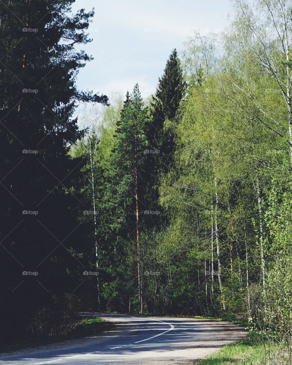 road in the forest