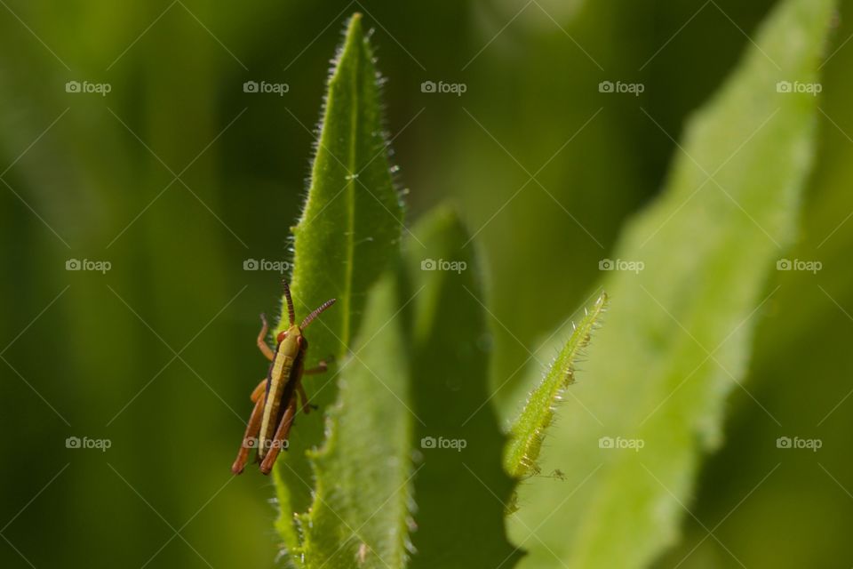 Grasshopper on plant