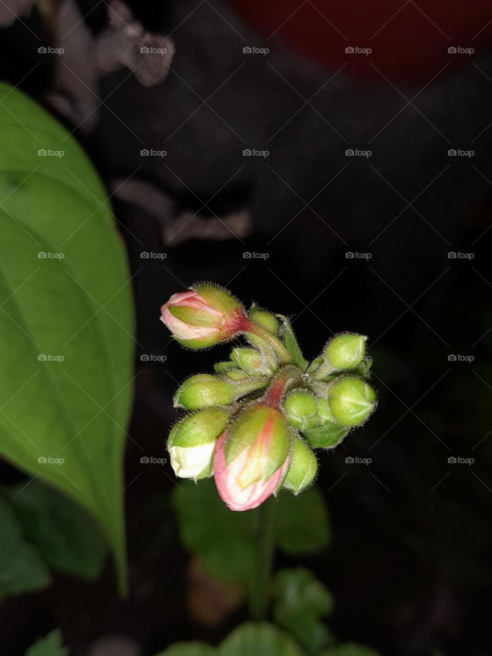 Pelargonium is a genus of flowering plants that includes about 280 species of perennials, succulents, and shrubs, commonly called geraniums, pelargoniums, or storksbills.