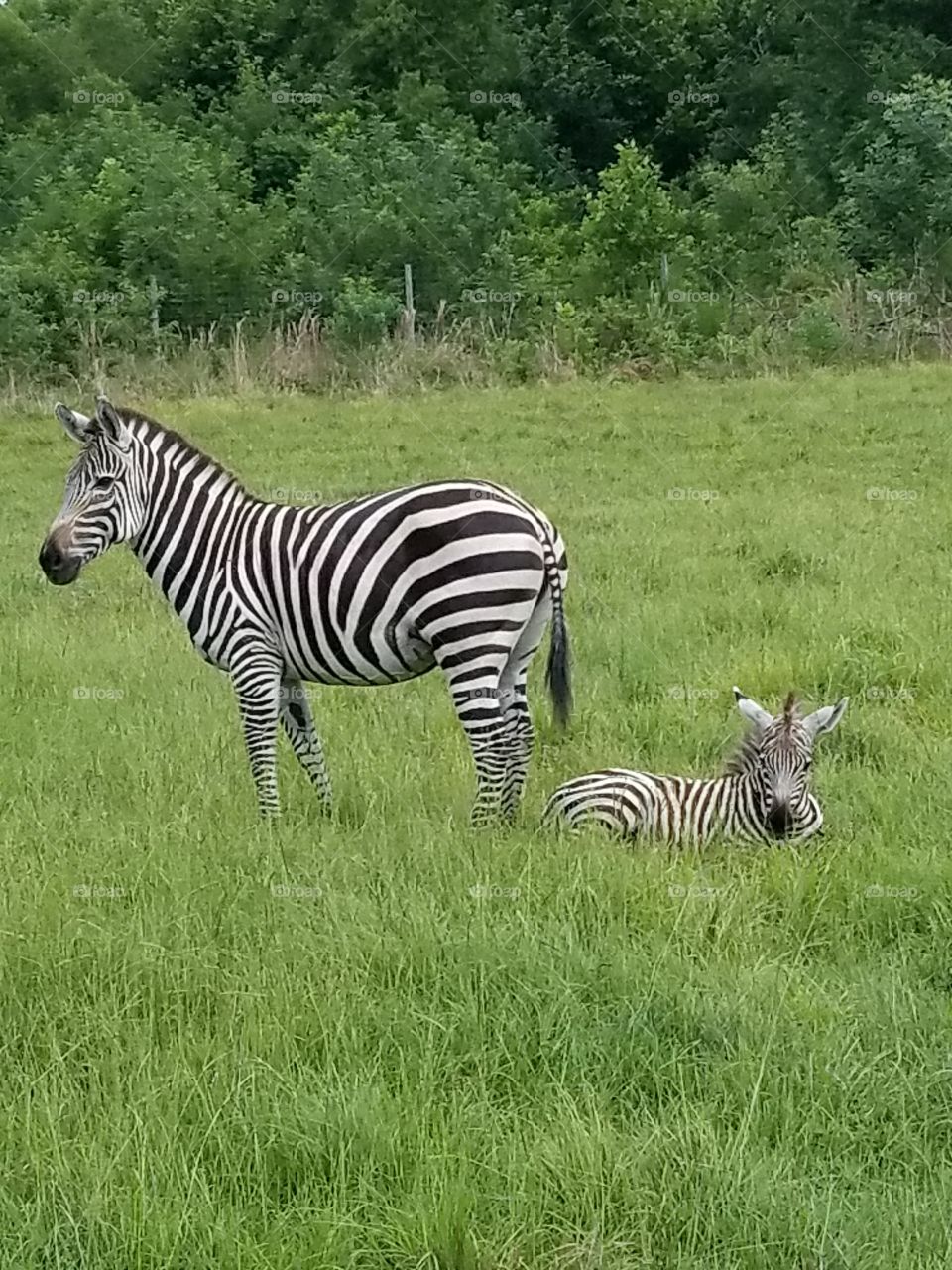 Zebra mama and baby