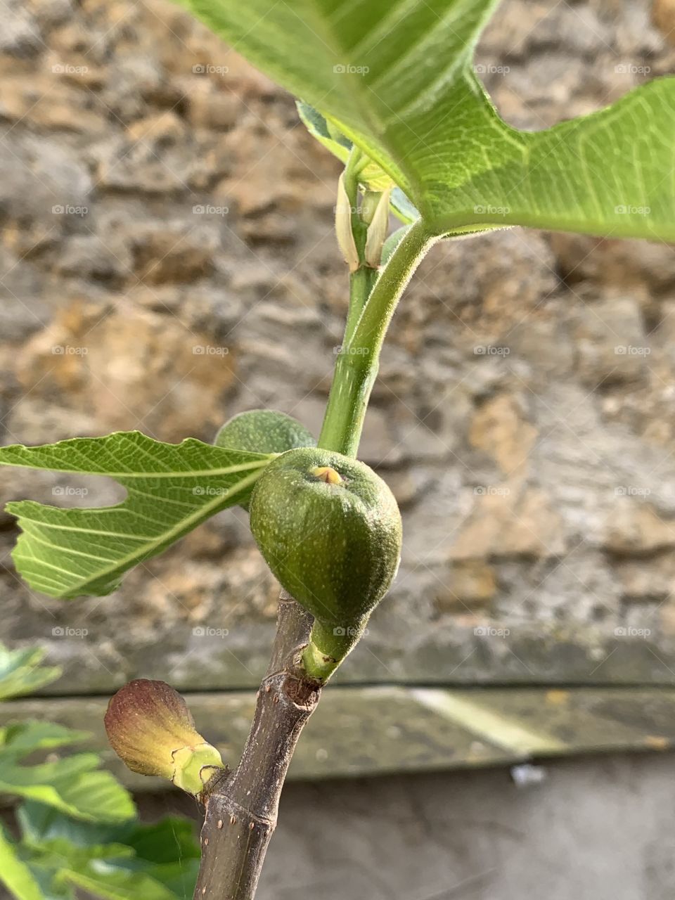 Fig tree