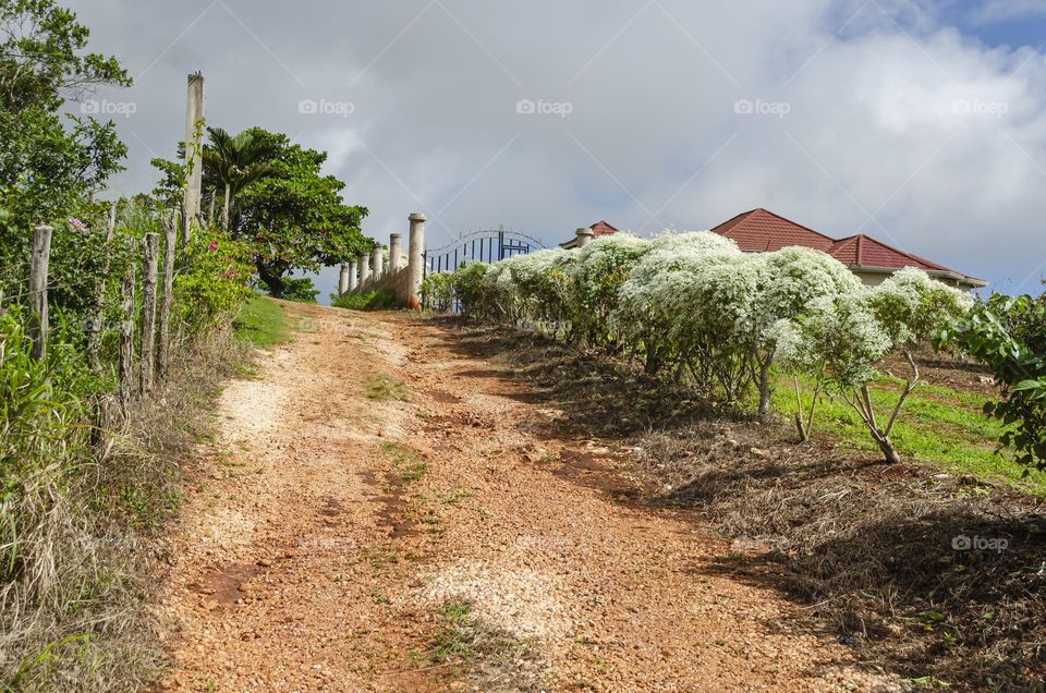 Plants Along Road Side