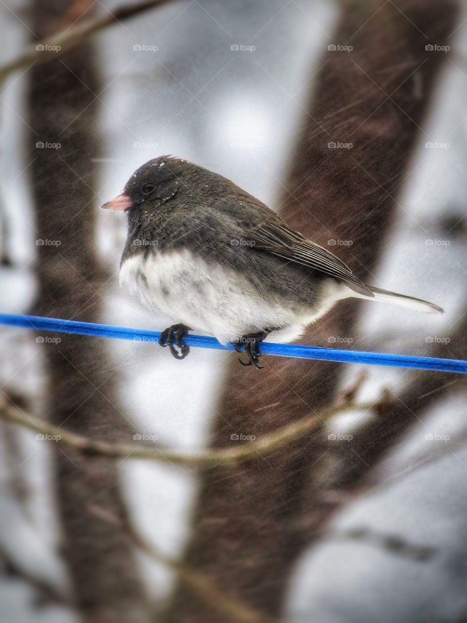 Dark-eyed Junco 