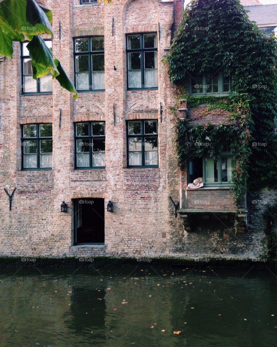 Dog at the window in Brugge 